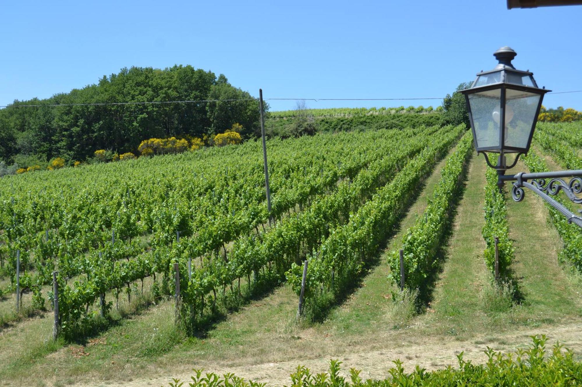 Tenuta Pizzogallo Amelia Eksteriør billede